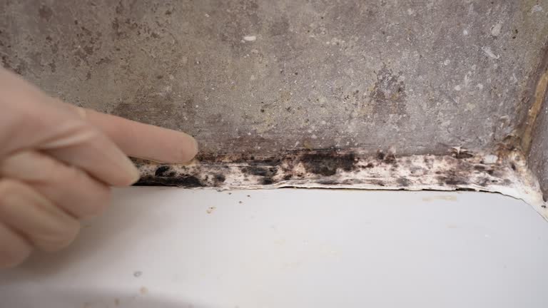 Best Mold-Related Health Consultation  in Roseburg Nth, OR